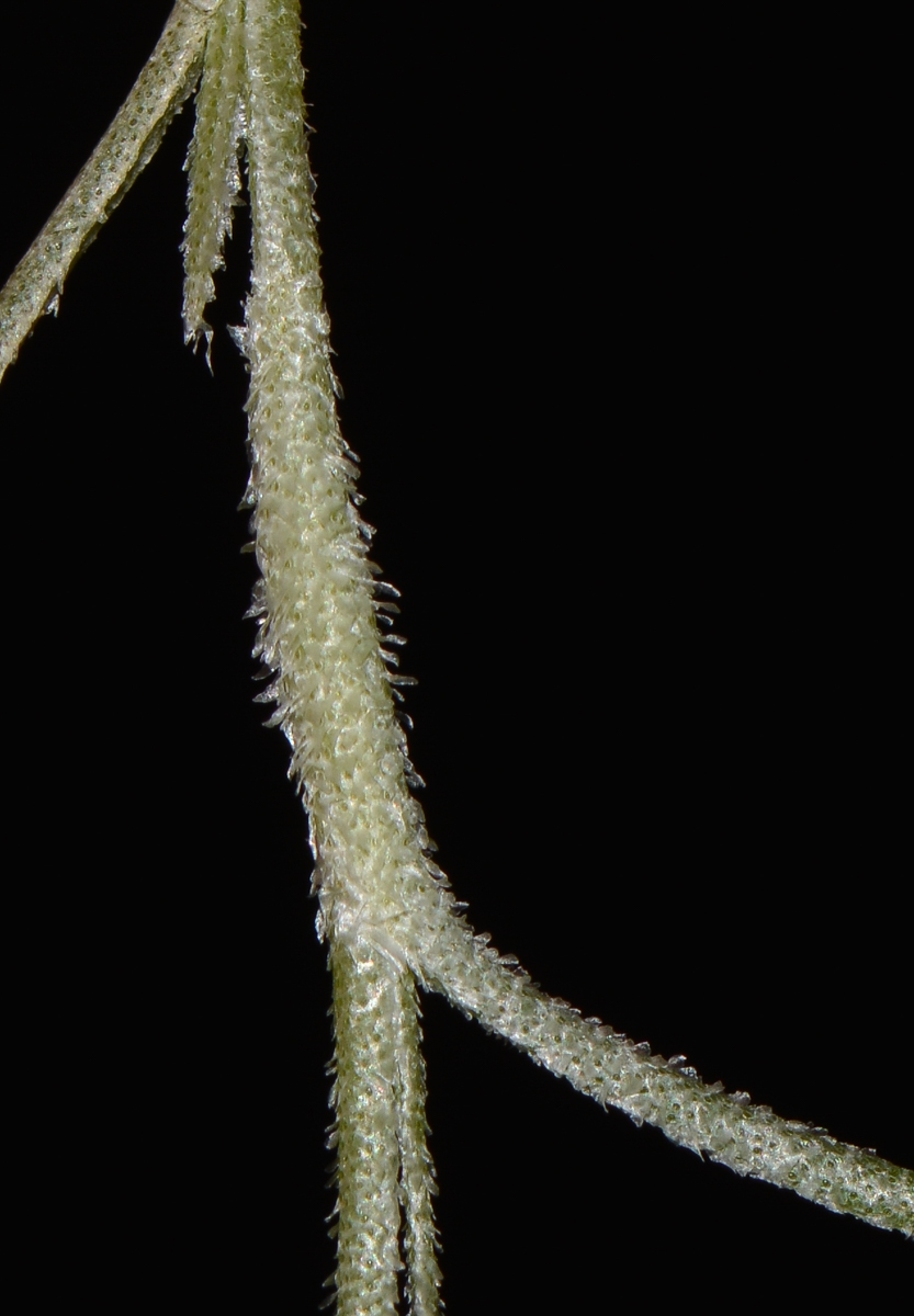 Image of Tillandsia usneoides specimen.