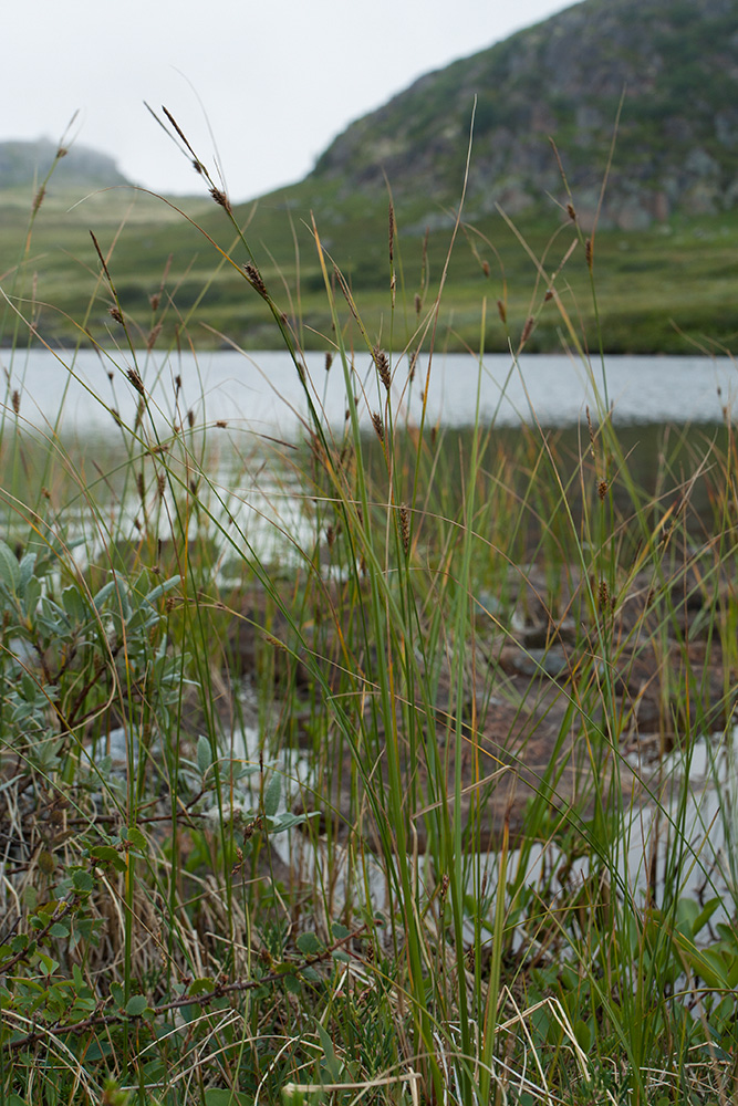 Image of Carex lasiocarpa specimen.