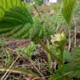 Rubus saxatilis. Соцветие. Верхушка плодоносящего растения. Свердловская обл., окр. г. Североуральск, травяно-моховой сосняк с елью на известняках. 06.06.2008.