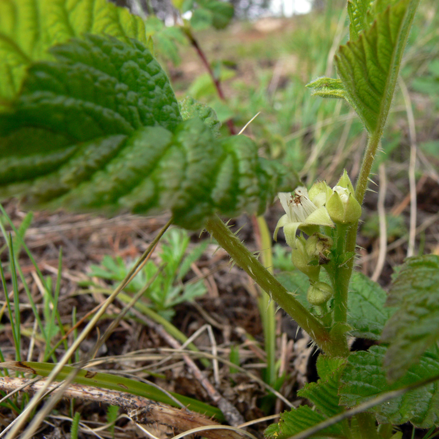 Image of Rubus saxatilis specimen.