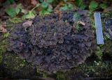 Peltigera praetextata