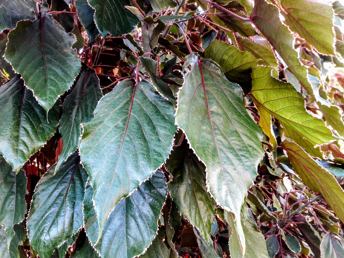 Image of Acalypha wilkesiana specimen.