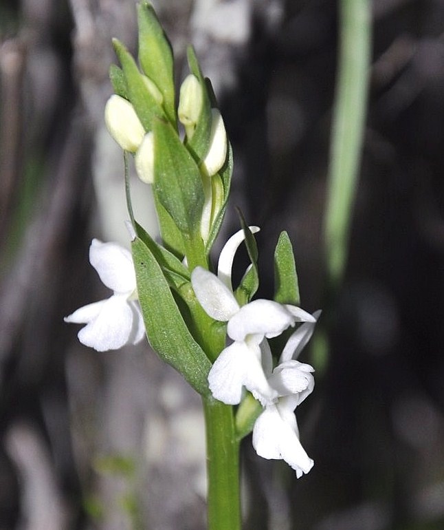 Изображение особи Dactylorhiza romana.