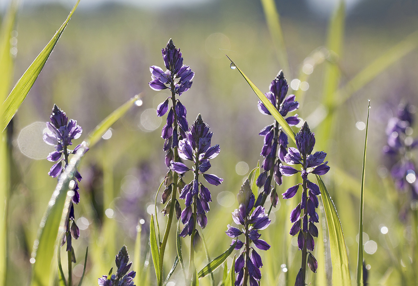 Image of Polygala wolfgangiana specimen.