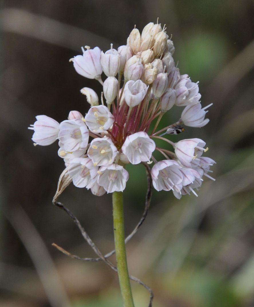 Image of genus Allium specimen.