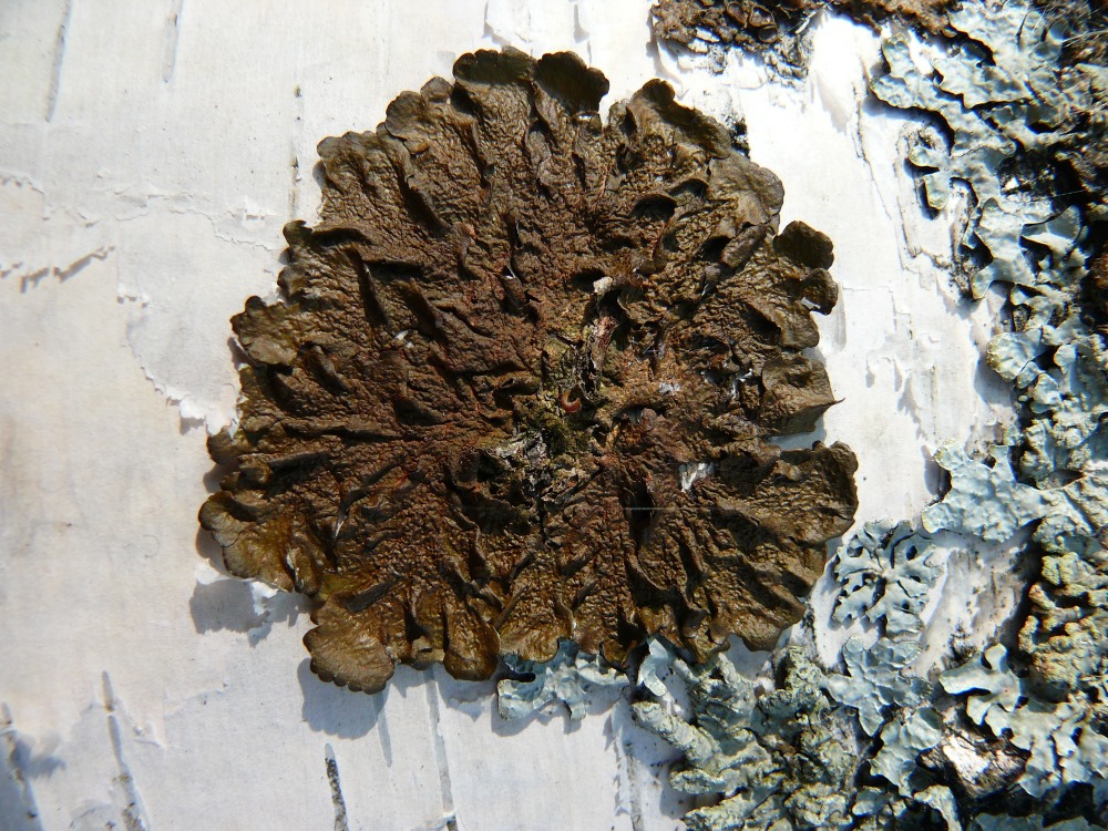 Image of Melanohalea olivacea specimen.