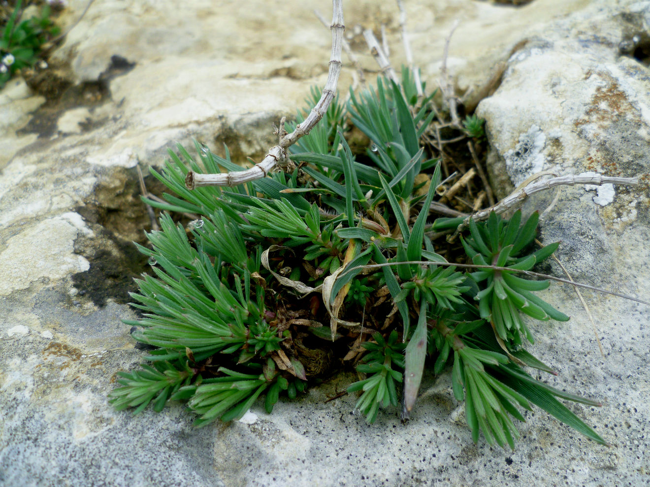 Image of genus Galium specimen.