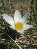 Crocus tauricus. Цветущее растение. Крым, Симферополь, мкр. Пневматика, нарушенная степь (остатки коренной растительности) между домами и сосновыми посадками. 22 марта 2017 г.