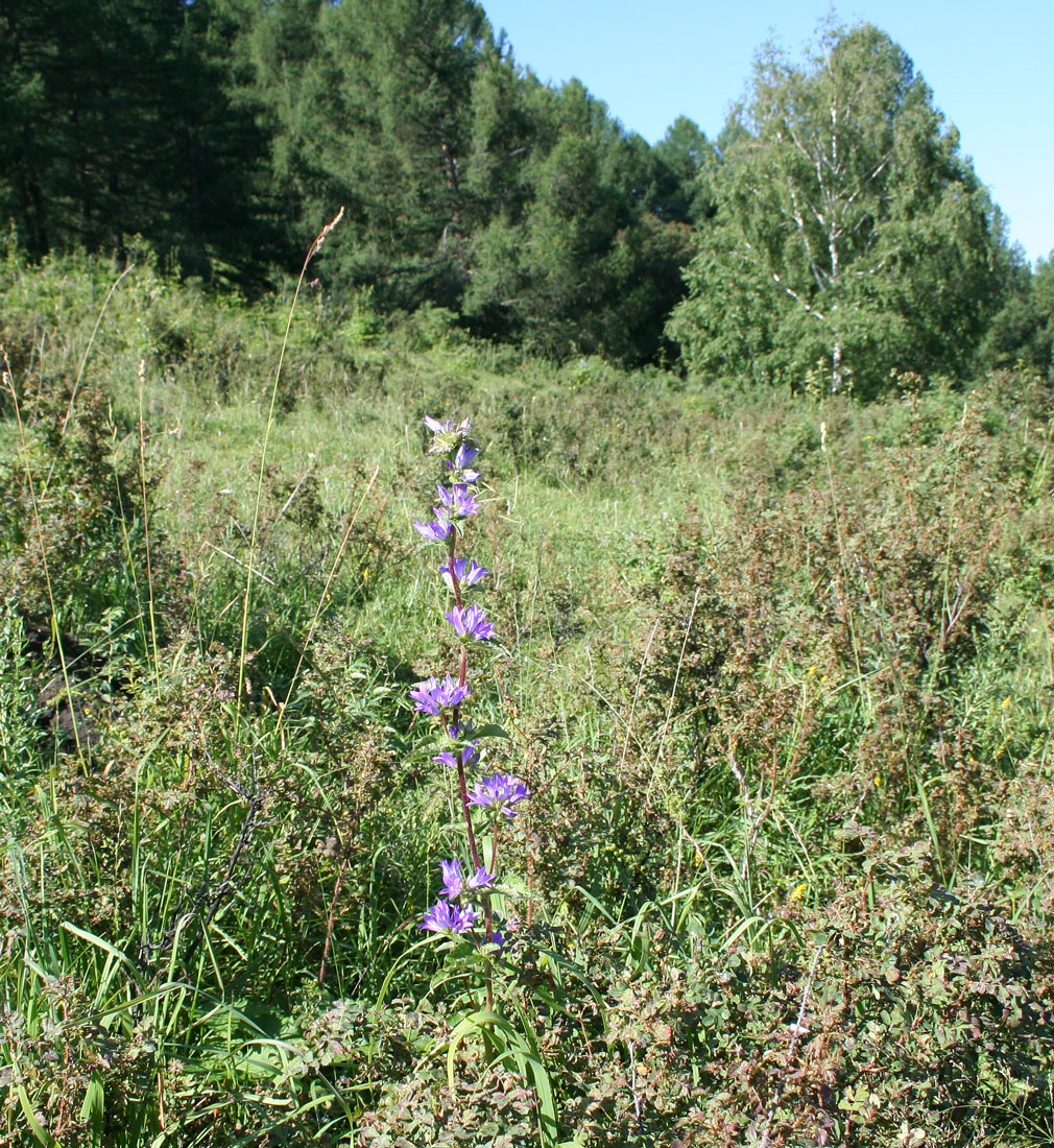 Изображение особи Campanula glomerata.