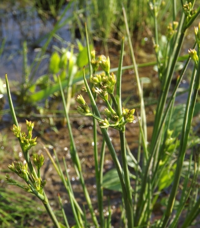 Image of Juncus alpino-articulatus specimen.