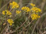 genus Alyssum