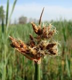 Schoenoplectus tabernaemontani