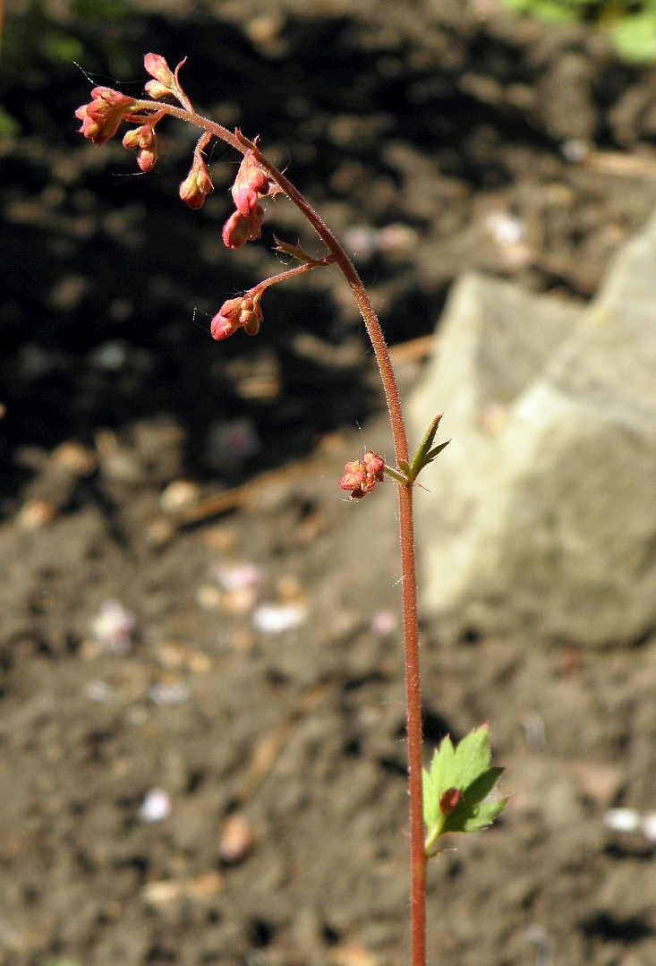 Изображение особи Heuchera sanguinea.