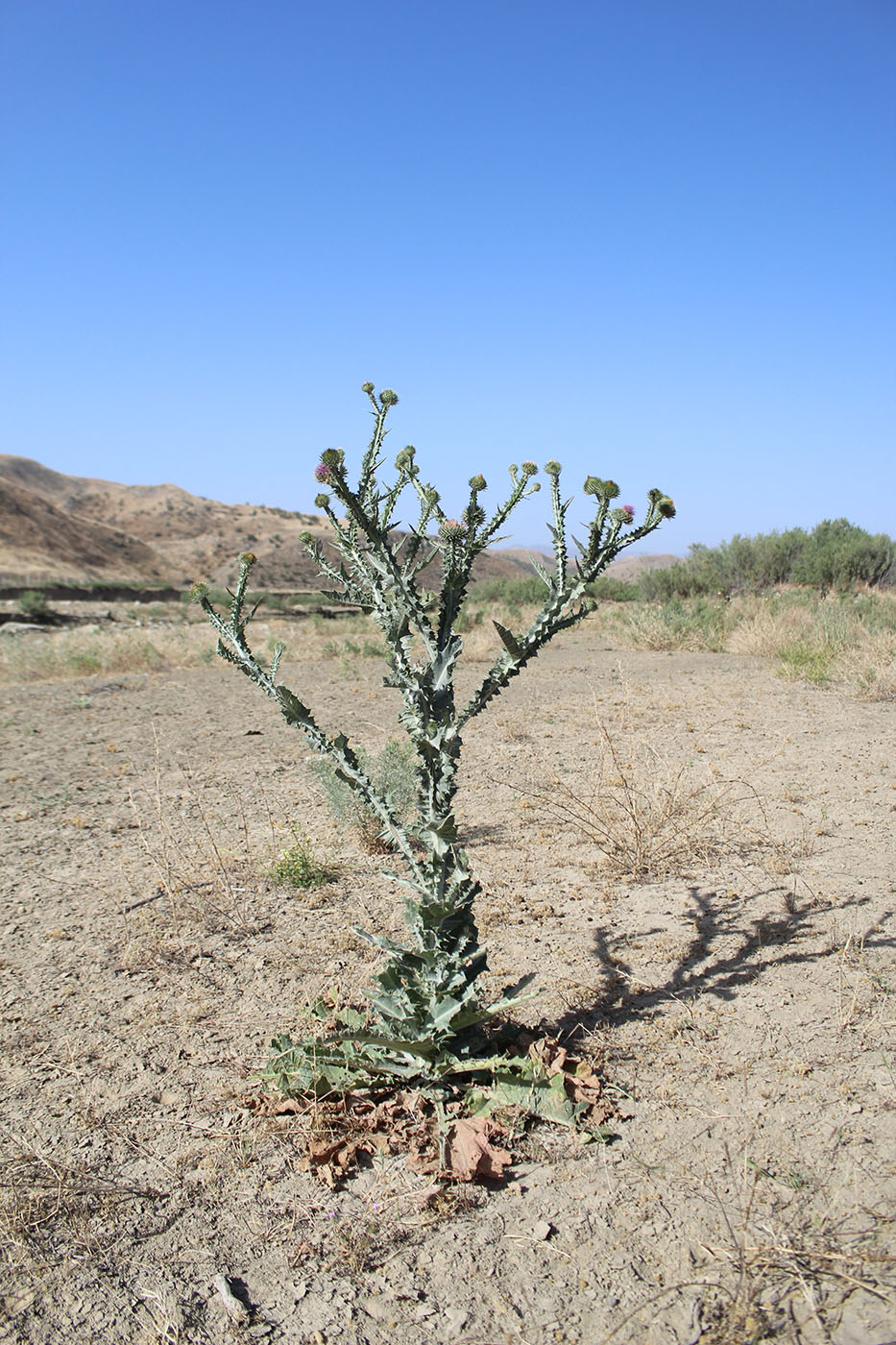 Image of Onopordum acanthium specimen.