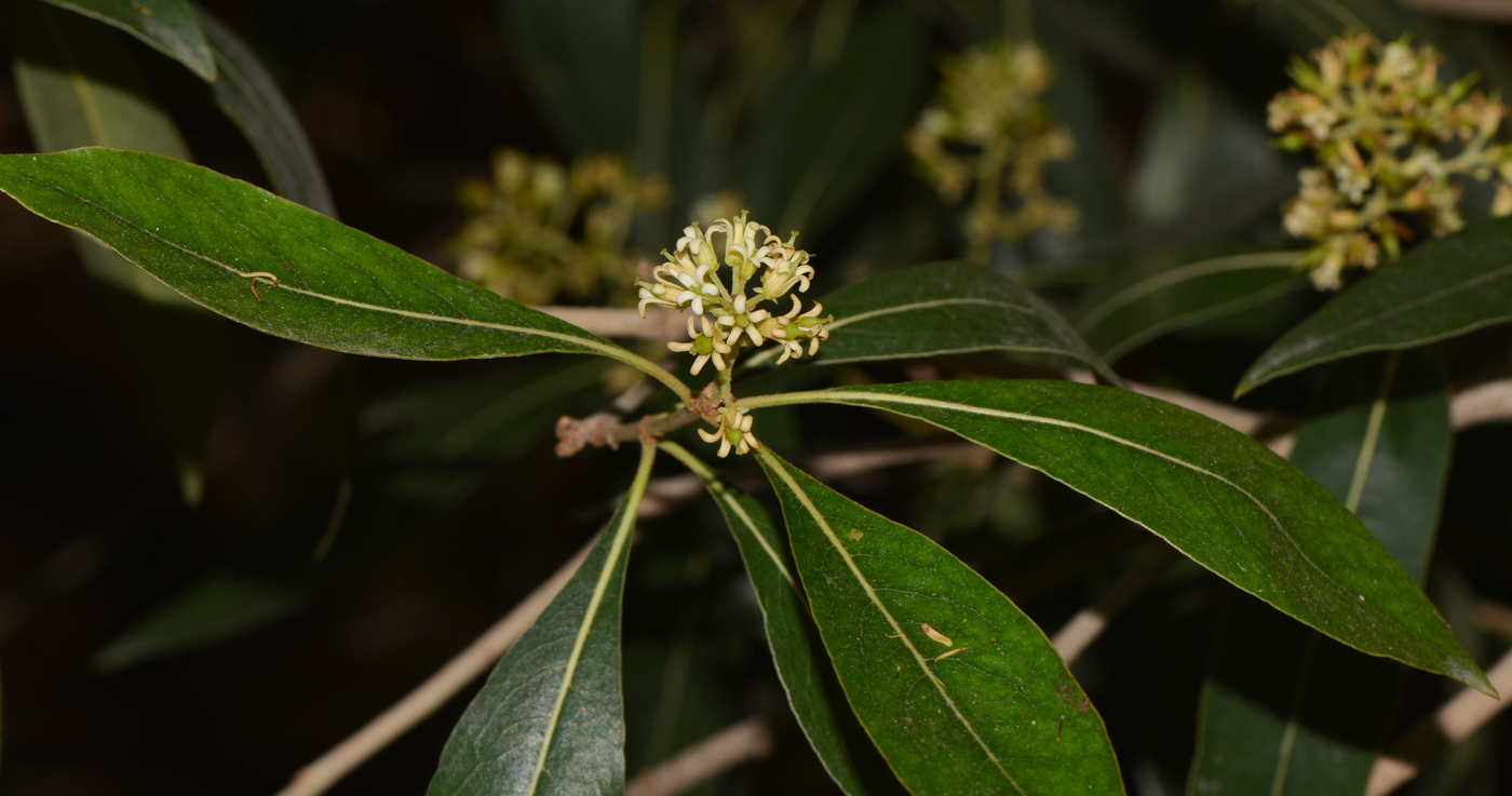 Image of Bontia daphnoides specimen.