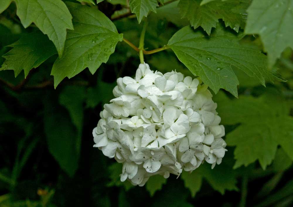 Image of Viburnum opulus f. roseum specimen.