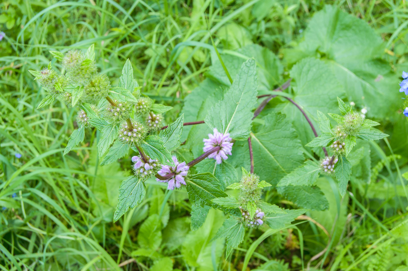 Image of Phlomoides tuberosa specimen.