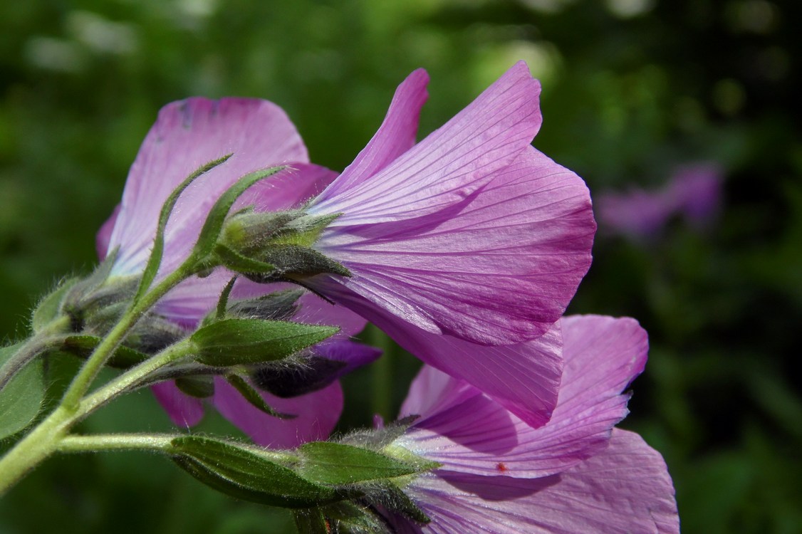 Изображение особи Linum hypericifolium.