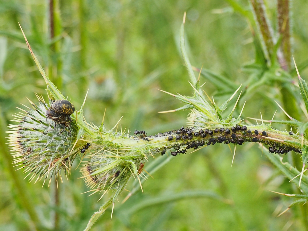 Изображение особи Cirsium vulgare.