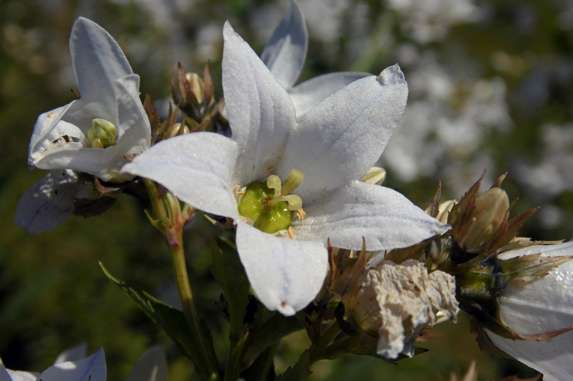 Image of Gadellia lactiflora specimen.