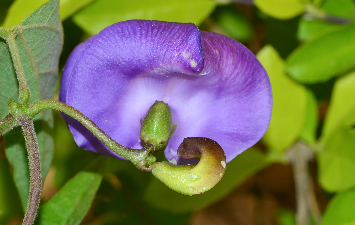 Image of Vigna speciosa specimen.