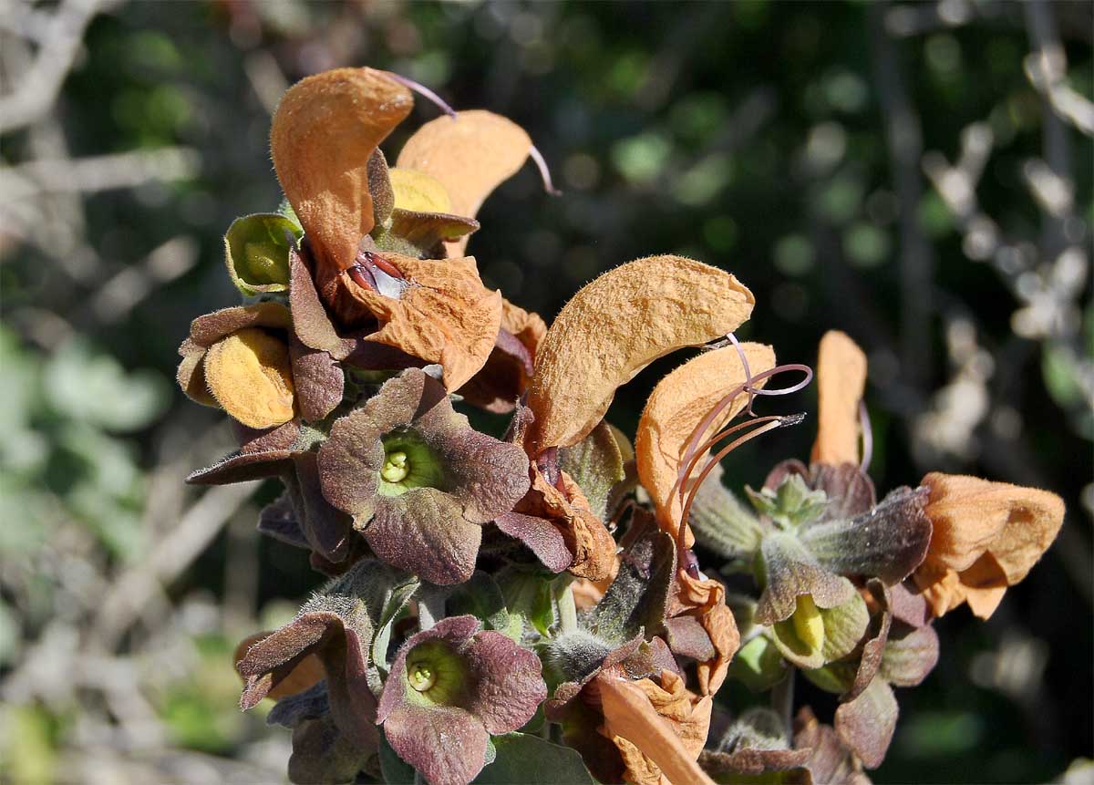 Изображение особи Salvia aurea.