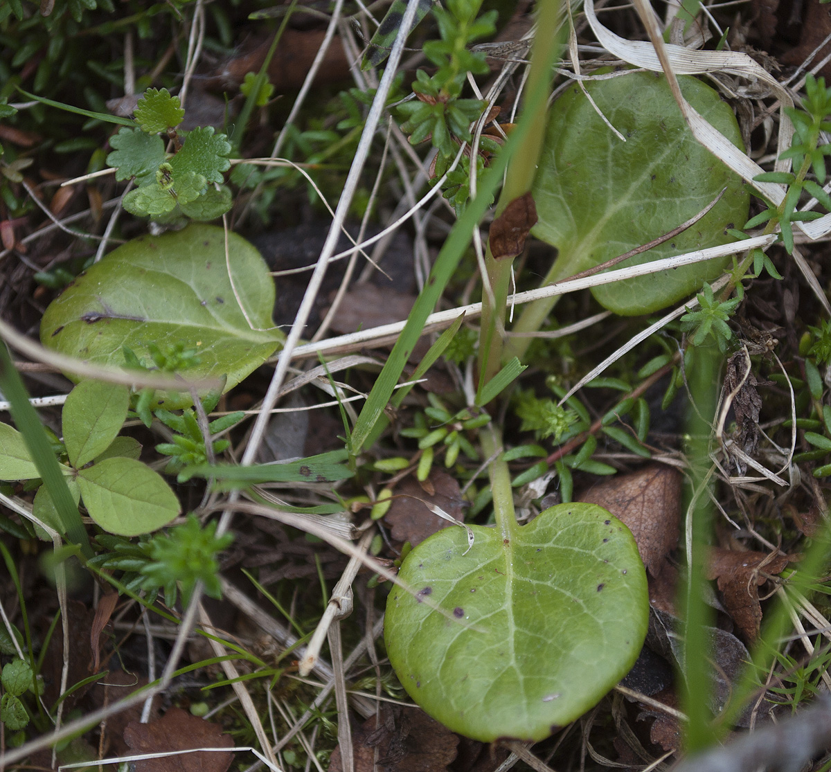 Image of Pyrola norvegica specimen.