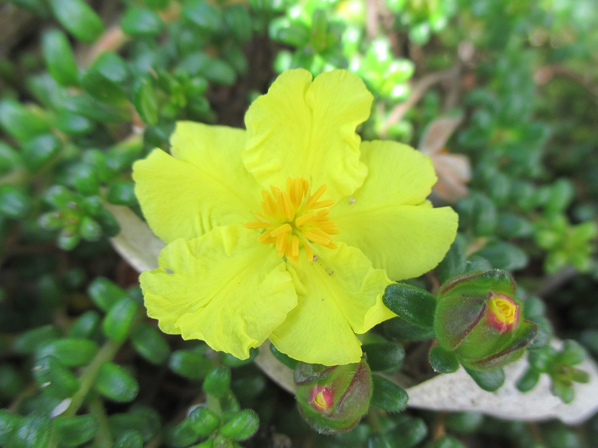 Image of Hibbertia vestita specimen.