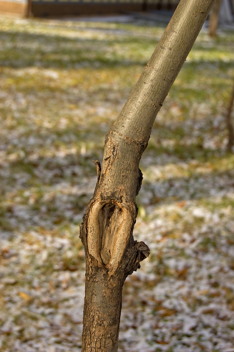 Image of genus Salix specimen.