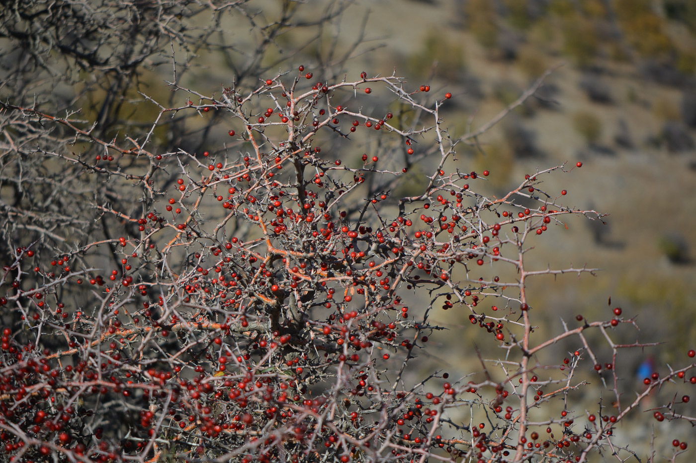 Image of Crataegus &times; sinaica specimen.