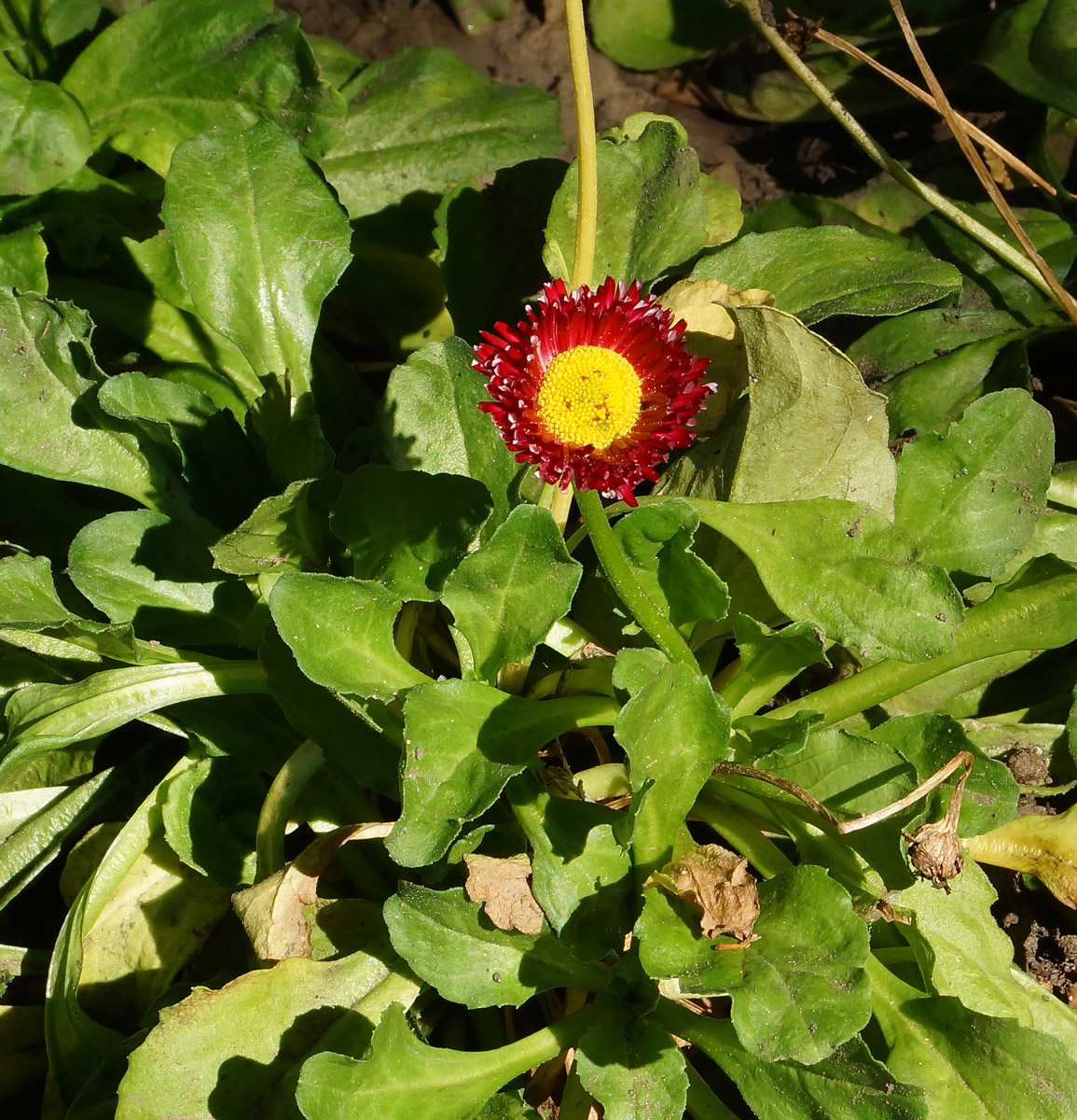 Image of Bellis perennis specimen.