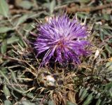 Centaurea raphanina подвид mixta