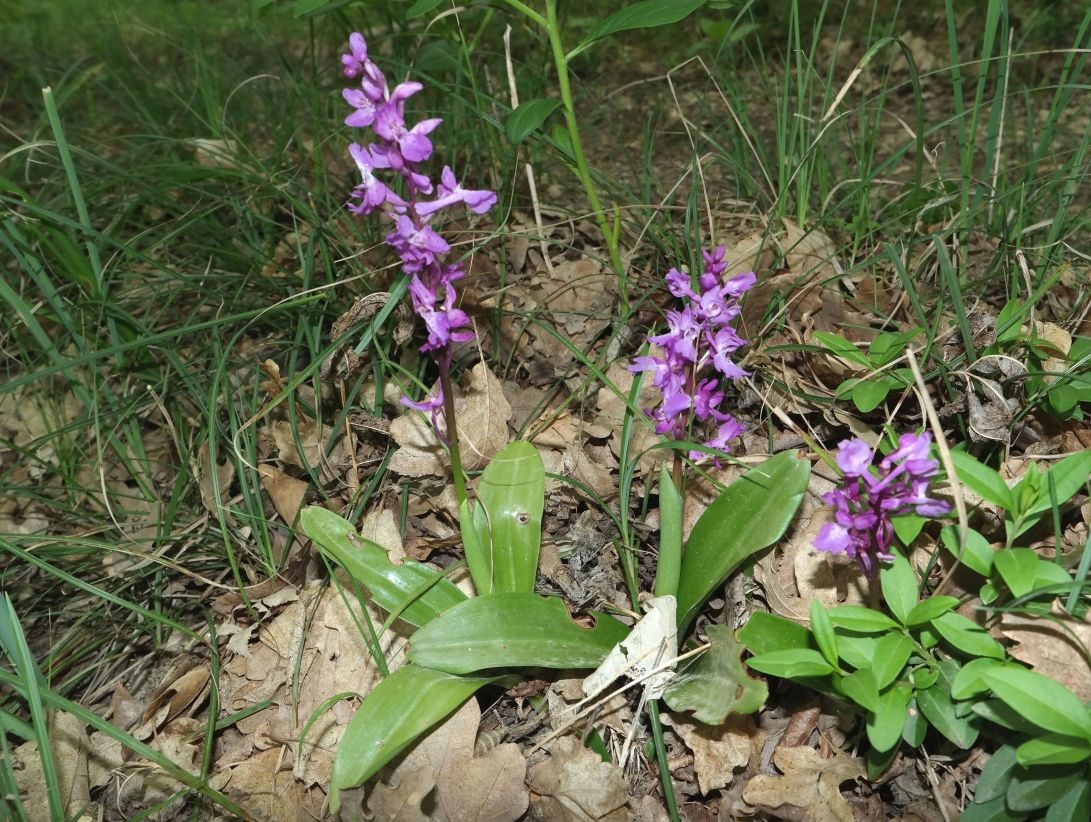 Image of Orchis mascula specimen.