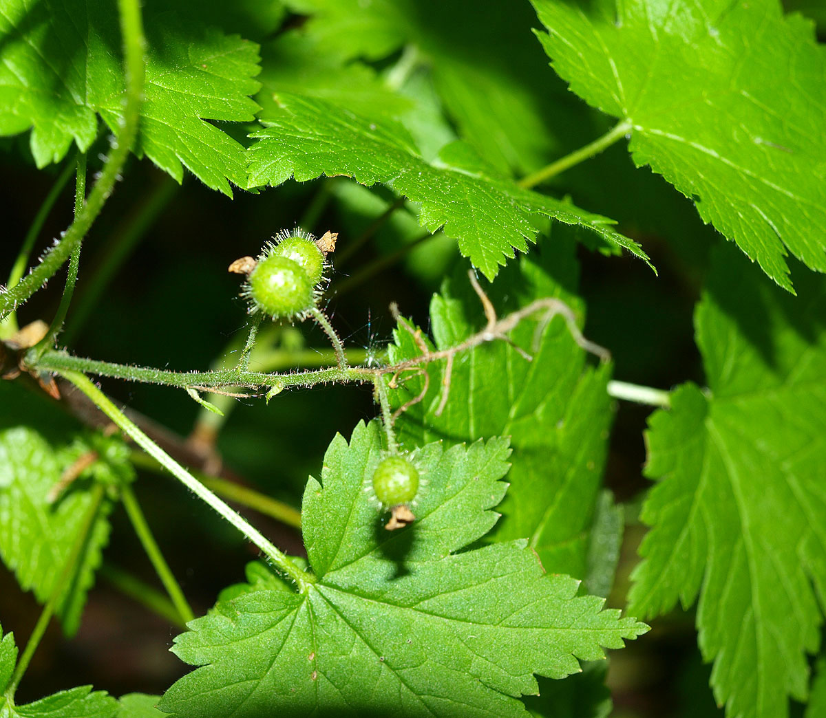 Image of Ribes sachalinense specimen.