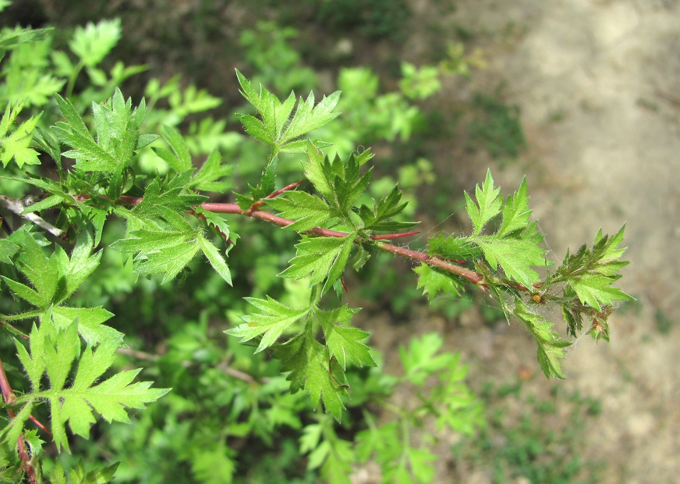 Изображение особи Crataegus pallasii.