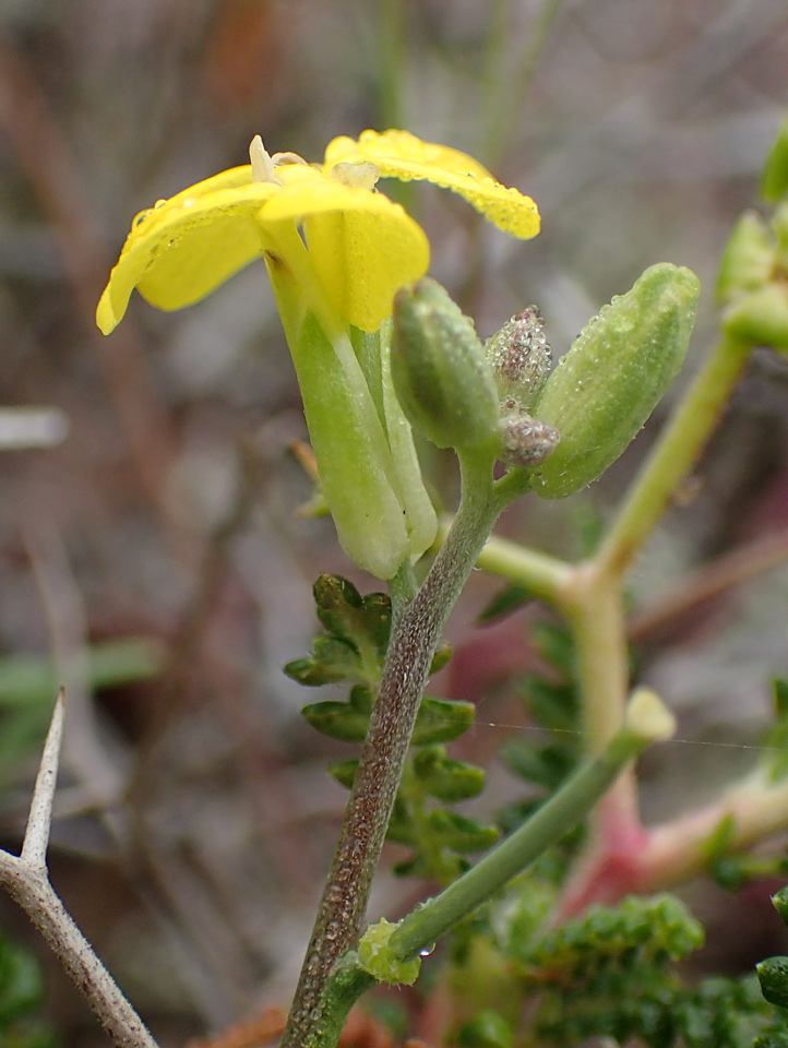 Изображение особи Erysimum pusillum ssp. hayekii.