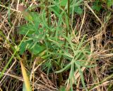 Aconitum delphiniifolium