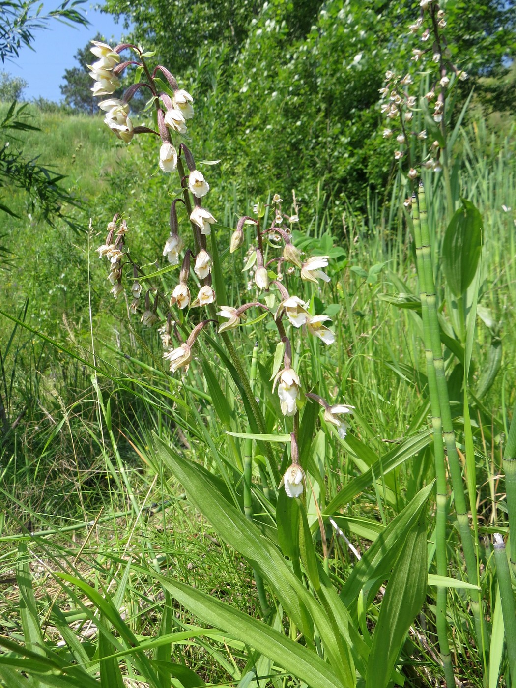 Image of Epipactis palustris specimen.