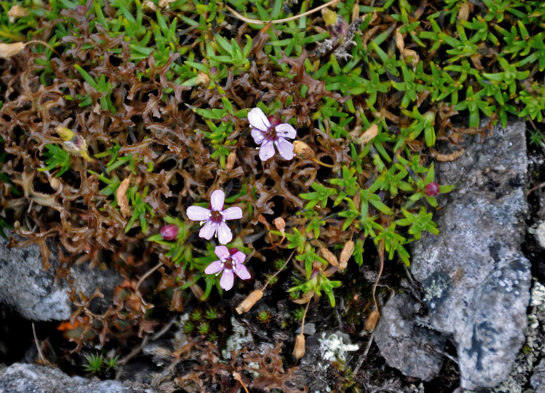 Изображение особи Silene acaulis.