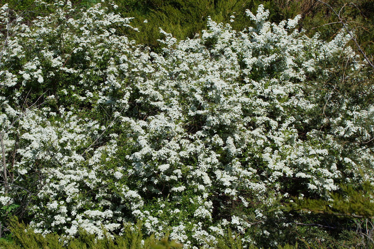 Image of Spiraea &times; cinerea specimen.