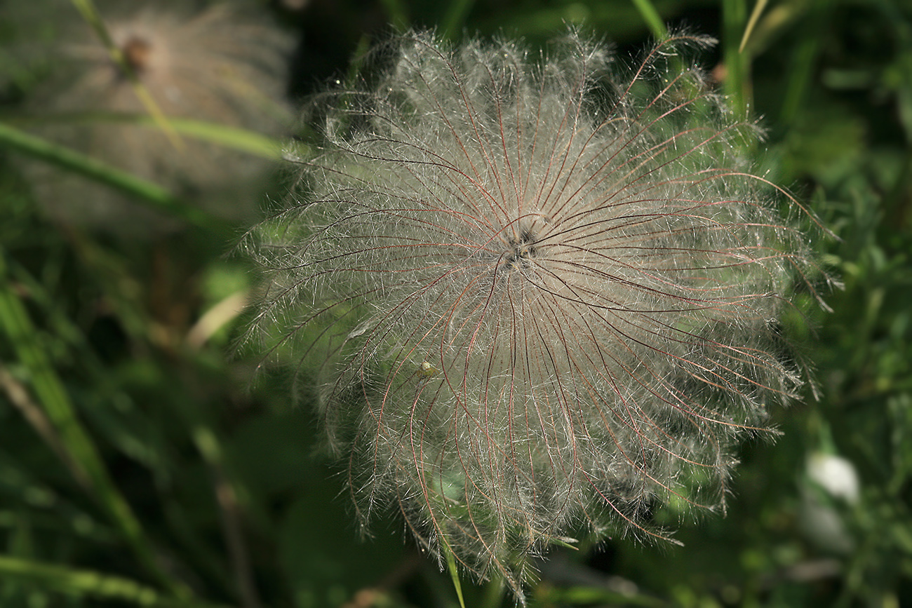 Image of Pulsatilla dahurica specimen.