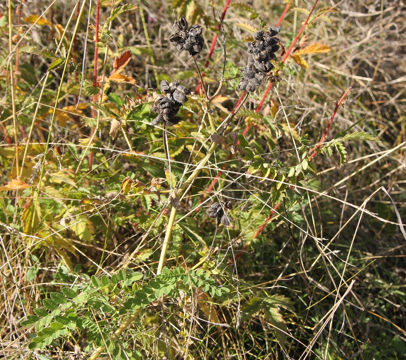 Image of Astragalus cicer specimen.