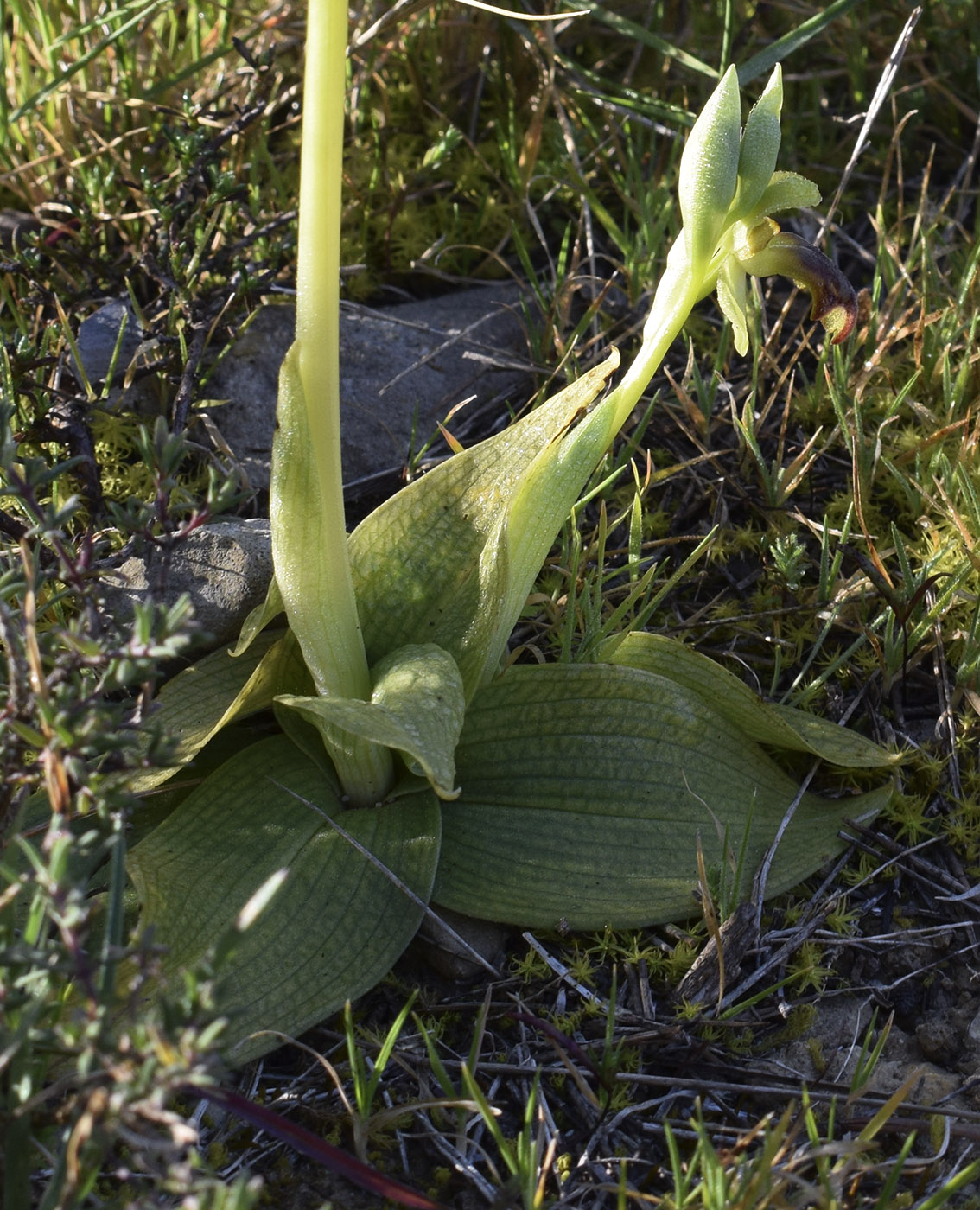 Image of Ophrys fusca specimen.