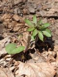 Ranunculus cassubicus. Растение с бутонами. Санкт-Петербург, Дудергофские высоты, лещиново-кленовый лес. 21.04.2019.