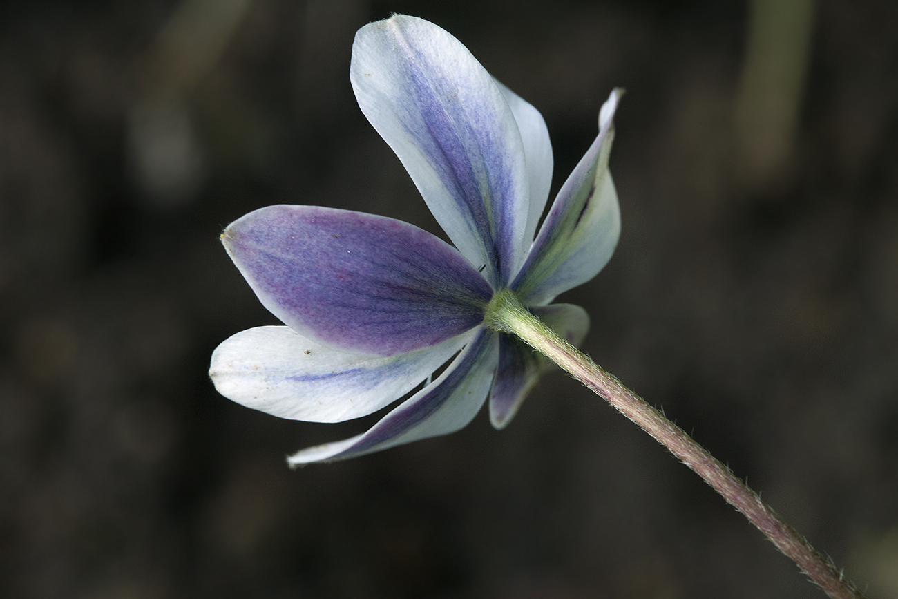 Image of Anemone rivularis specimen.