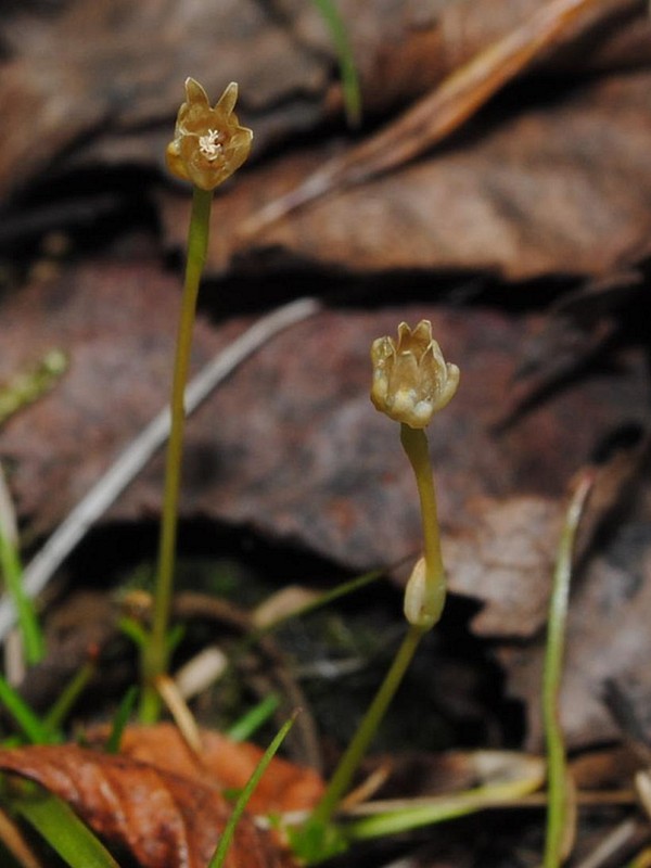 Image of Sagina saginoides specimen.