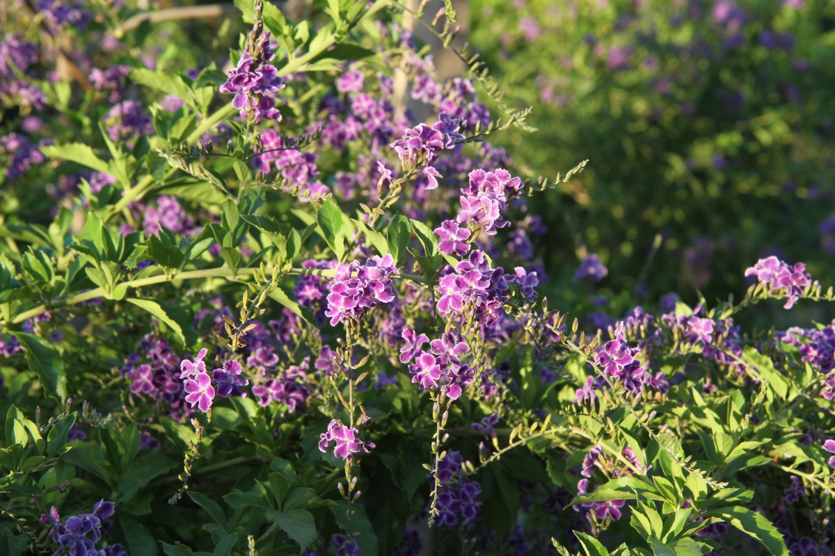 Image of Duranta erecta specimen.