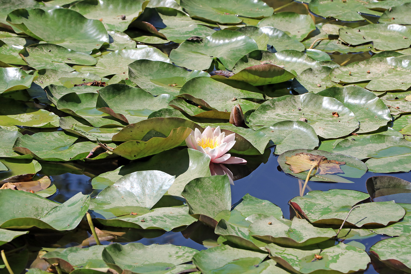 Image of Nymphaea &times; marliacea specimen.