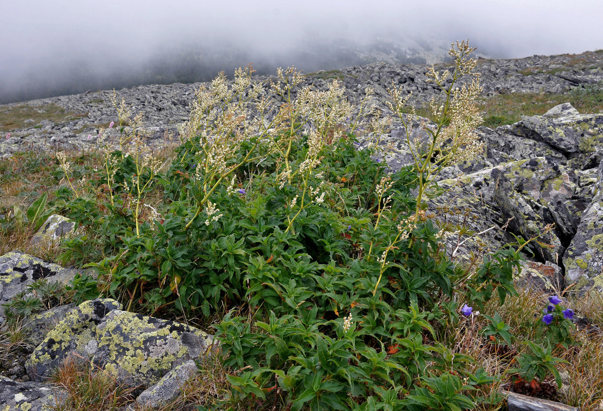 Изображение особи Aconogonon alpinum.