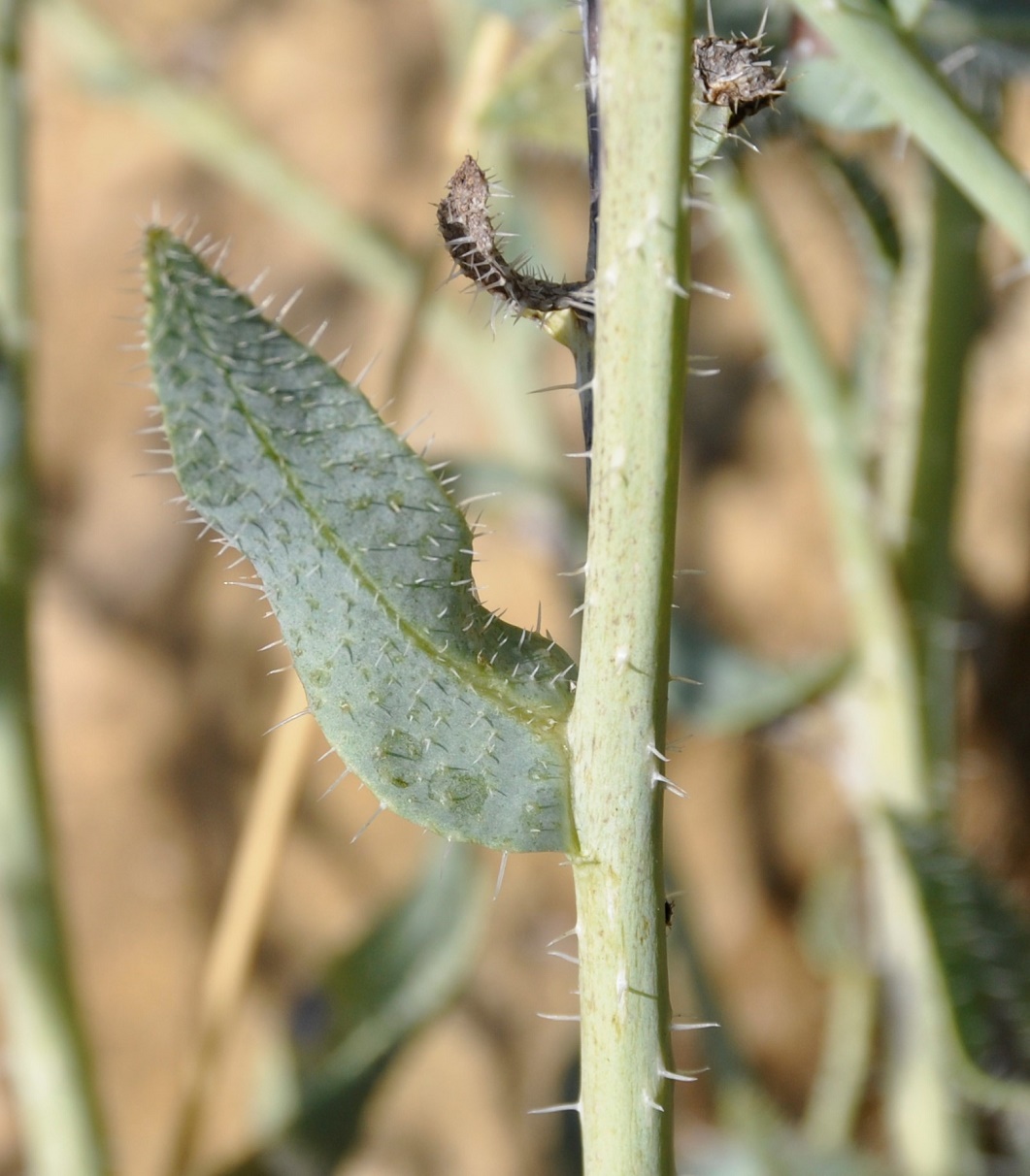 Image of Anchusa strigosa specimen.